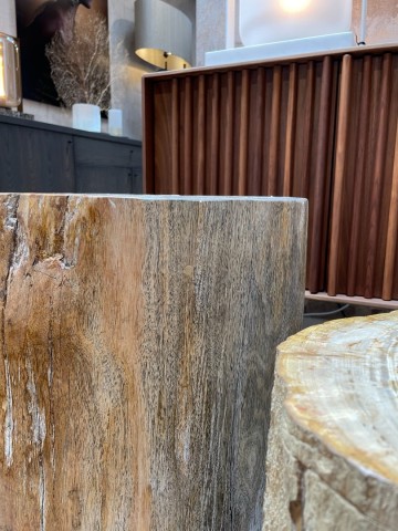 Boomstam versteend detail