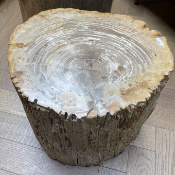 Boomstam versteend hout klein