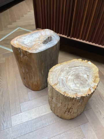 Boomstammen versteend hout